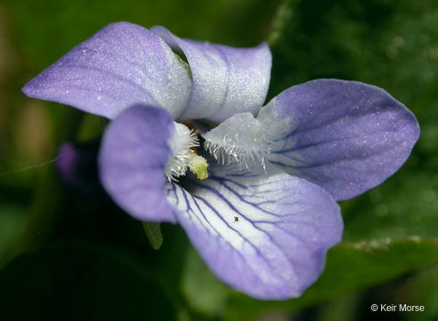 Image of Early Blue (Hook) Violet