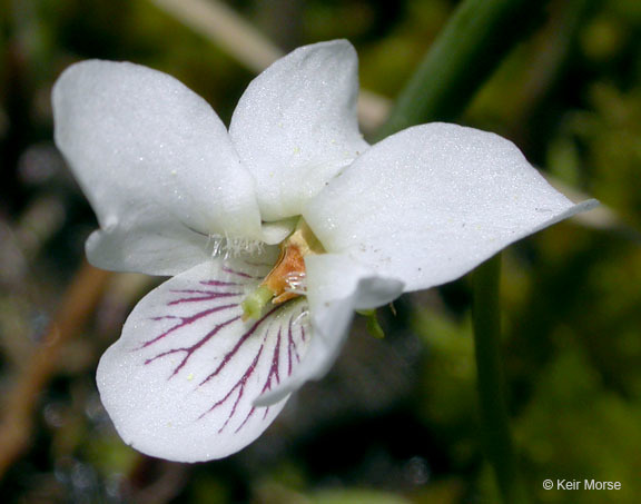 Image of small white violet