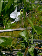 Image of small white violet