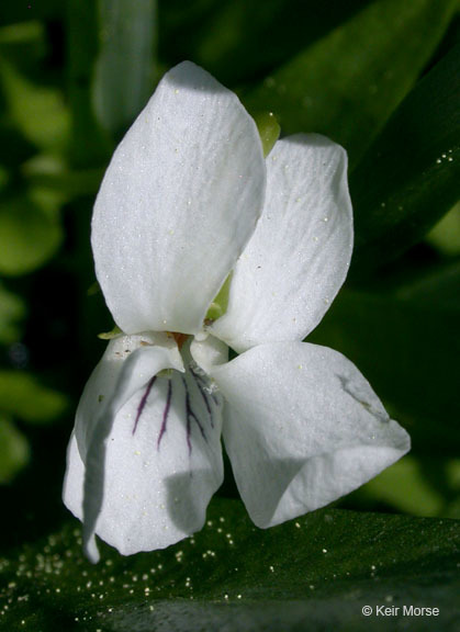 Image of small white violet