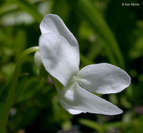 Image of small white violet