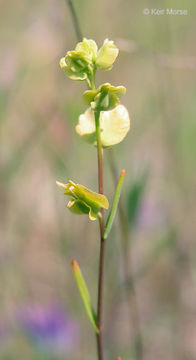 Image of milkwort jewelflower