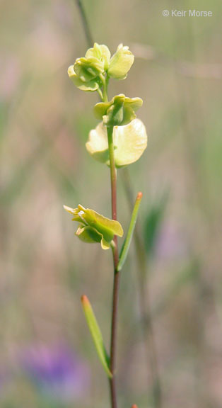 Слика од Streptanthus polygaloides A. Gray