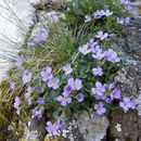 Image of Aubrieta columnae Guss.