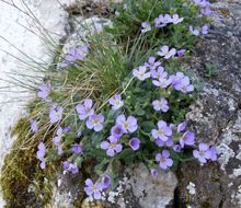 Image de Aubrieta columnae Guss.