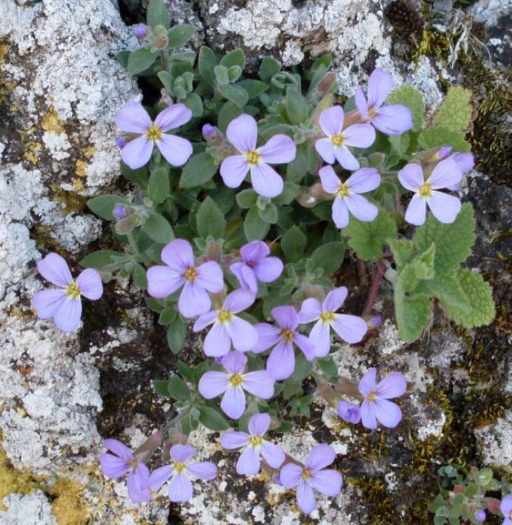 Imagem de Aubrieta columnae Guss.