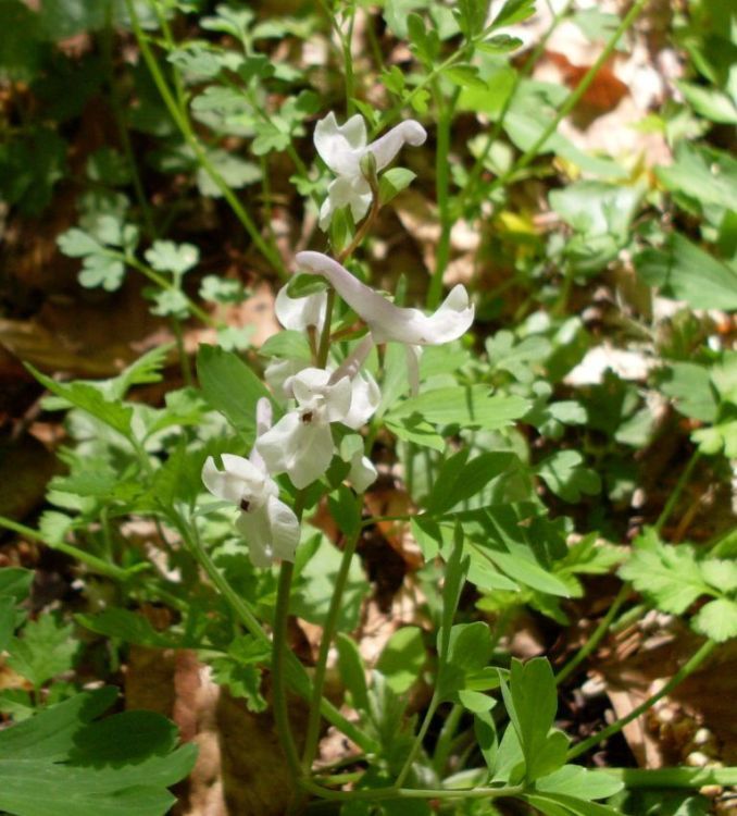 Слика од Corydalis cava (L.) Schweigger & Koerte