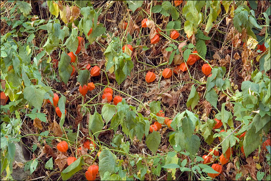 Image of <i>Physalis alkekengi</i>