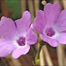 Imagem de Primula carniolica Jacq.