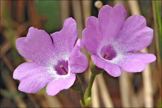 Primula carniolica Jacq. resmi