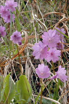 Слика од Primula carniolica Jacq.