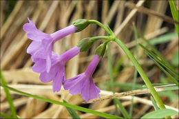 Image of Primula carniolica Jacq.