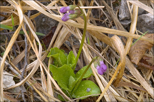 Слика од Primula carniolica Jacq.