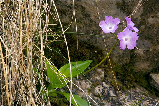 Слика од Primula carniolica Jacq.