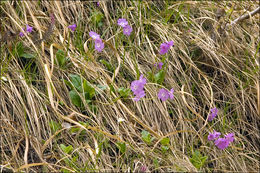 Слика од Primula carniolica Jacq.