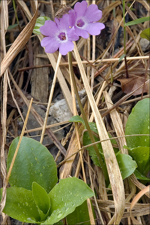 Image of Primula carniolica Jacq.