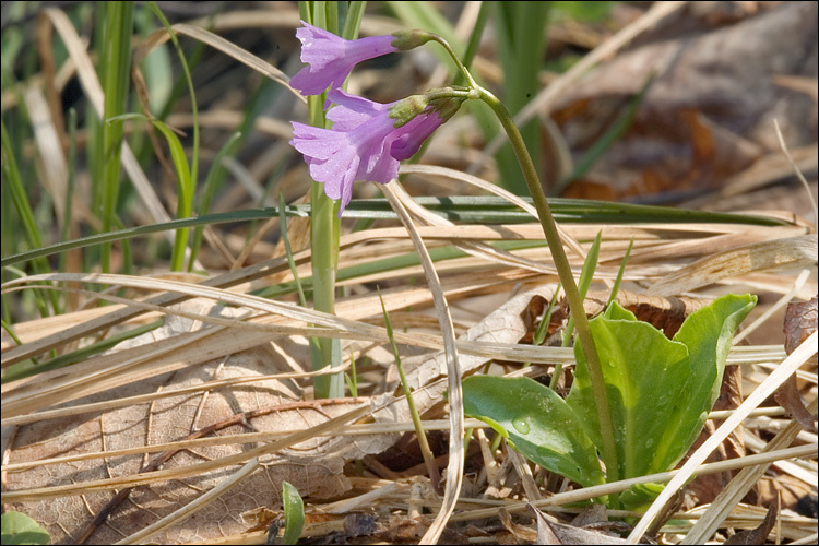 Image of Primula carniolica Jacq.