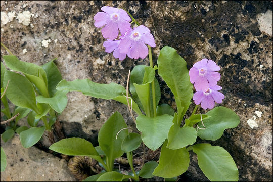 Image of Primula carniolica Jacq.