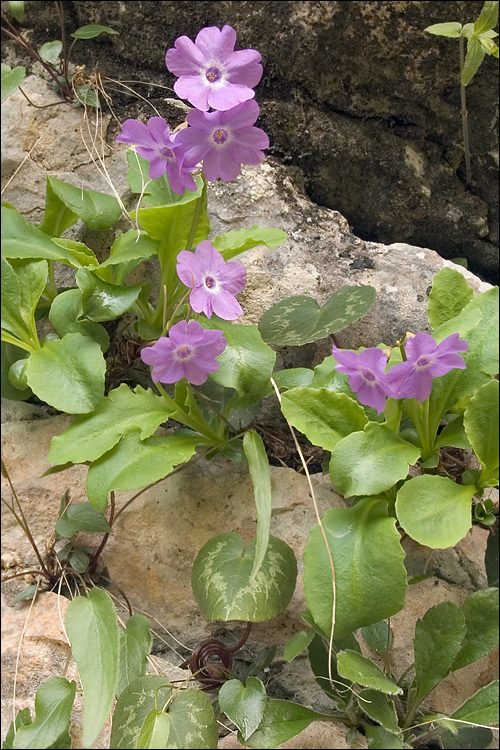 Image of Primula carniolica Jacq.