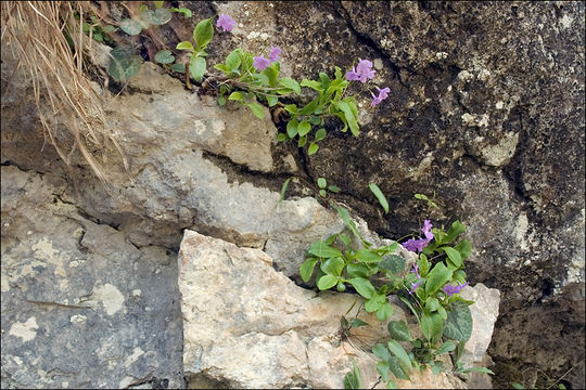 Image of Primula carniolica Jacq.