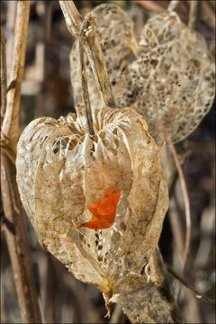 Image of <i>Physalis alkekengi</i>