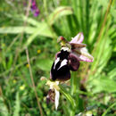 Слика од Ophrys reinholdii Spruner ex Fleischm.