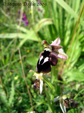 Слика од Ophrys reinholdii Spruner ex Fleischm.