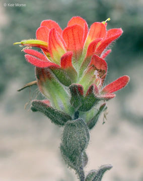 Слика од Castilleja latifolia Hook. & Arn.