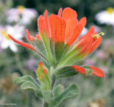 Слика од Castilleja latifolia Hook. & Arn.