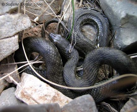 Image of Dice Snake