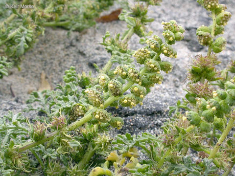 Image of silver bur ragweed