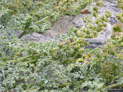 Image of silver bur ragweed