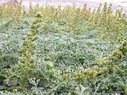 Image of silver bur ragweed