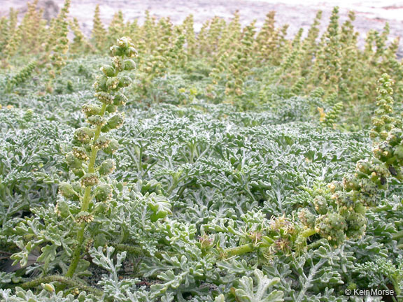 Image of silver bur ragweed