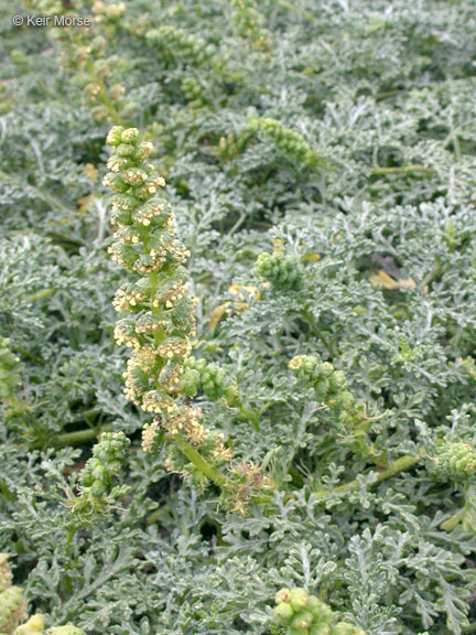 Image of silver bur ragweed