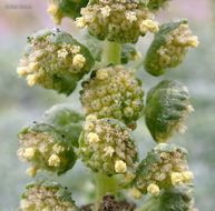 Image of silver bur ragweed