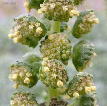 Image of silver bur ragweed