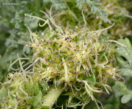 Image of silver bur ragweed