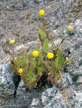 Image of common brassbuttons