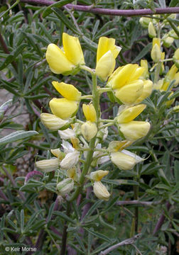 Imagem de Lupinus arboreus Sims