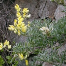 Image of yellow bush lupine