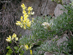 Image of yellow bush lupine