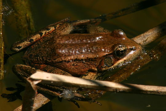 Image of California Red-legged Frog