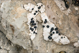 Image of map lichen