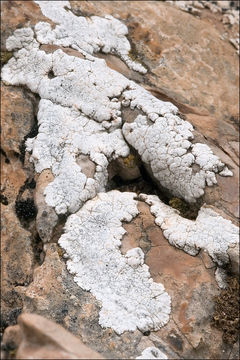 Image of map lichen