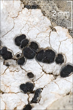 Image of map lichen