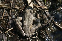 Image of Agile Frog