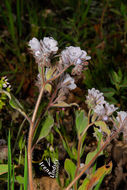 صورة Phacelia congdonii Greene