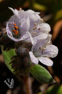 صورة Phacelia congdonii Greene