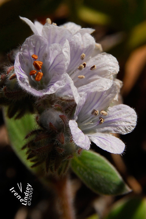 صورة Phacelia congdonii Greene